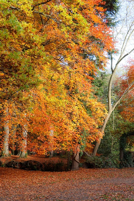 Free Colorful Tree photo and picture