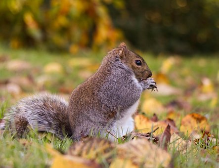Free Orange Nature photo and picture