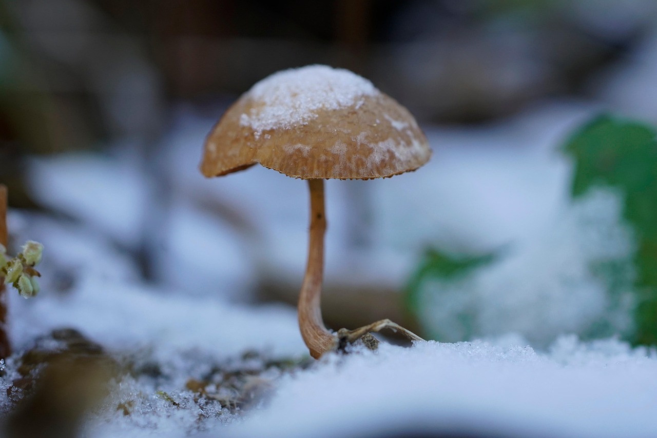 Mushroom Snow Cap Forest Free photo on Pixabay Pixabay