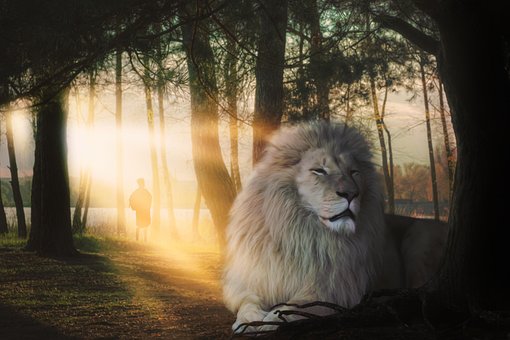 Free Lion Big Cat photo and picture