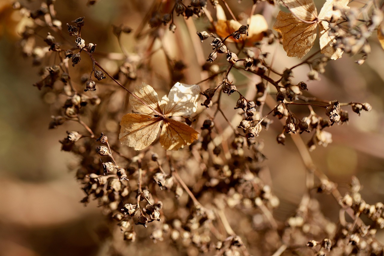 Hydrangea - free online jigsaw puzzle photo