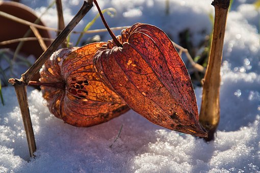 Free Physalis Lampion Flower photo and picture