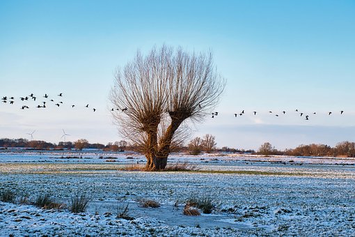 Free Tree Pasture photo and picture