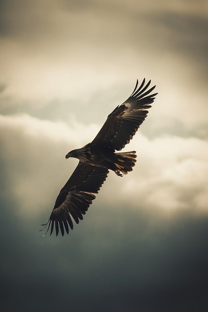 Free Eagle Flight illustration and picture