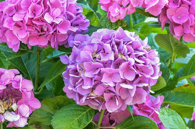 Free Flowers Nature photo and picture