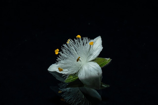 Free Flower Nature photo and picture