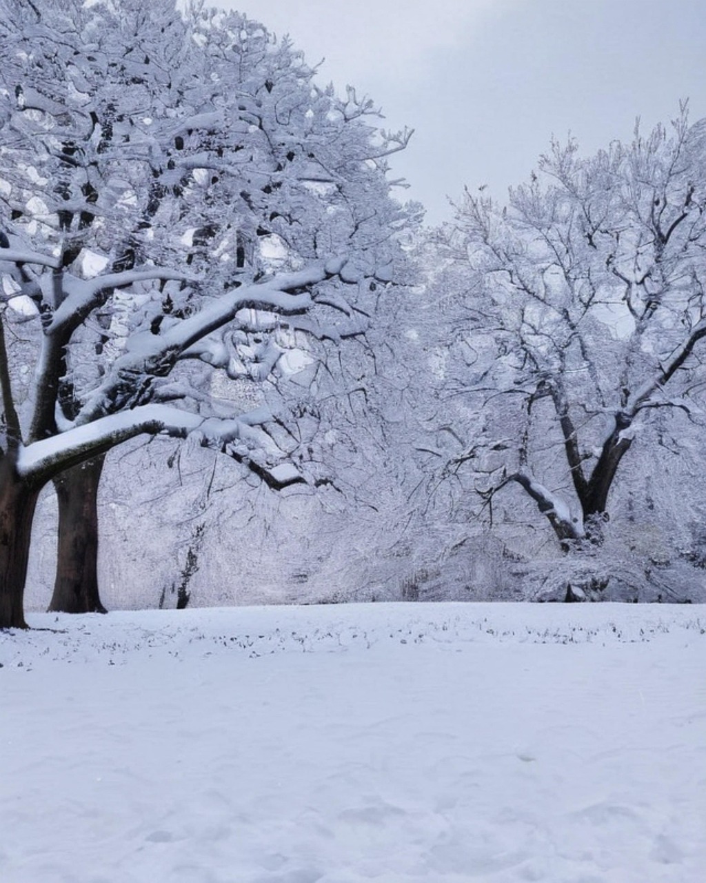 Invierno Nieve Navidad - Imagen gratis en Pixabay - Pixabay