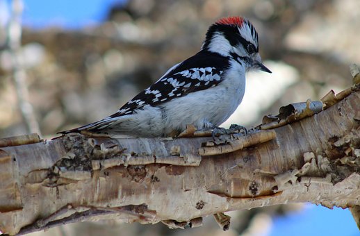 Free Bird Downy Woodpecker photo and picture