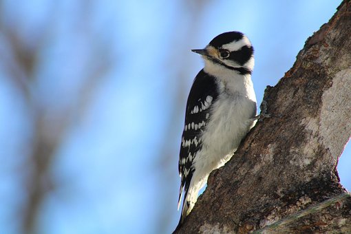 Free Bird Downy Woodpecker photo and picture