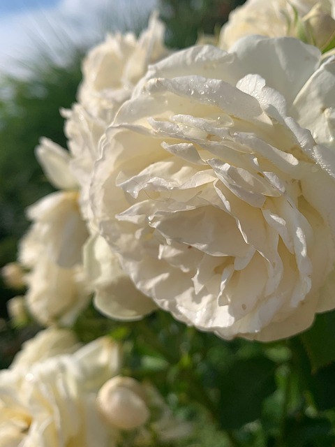 Rosas, Pétalos, Flores, Rosa Blanca