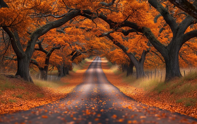 Download free HD stock image of Autumn Fall Free autumn fall trees illustration
