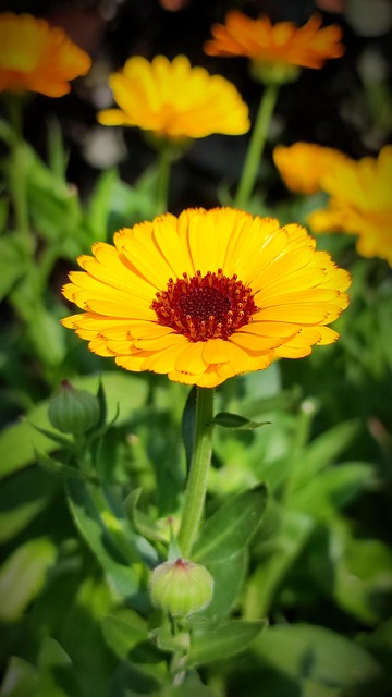 Free Flower Calendula photo and picture