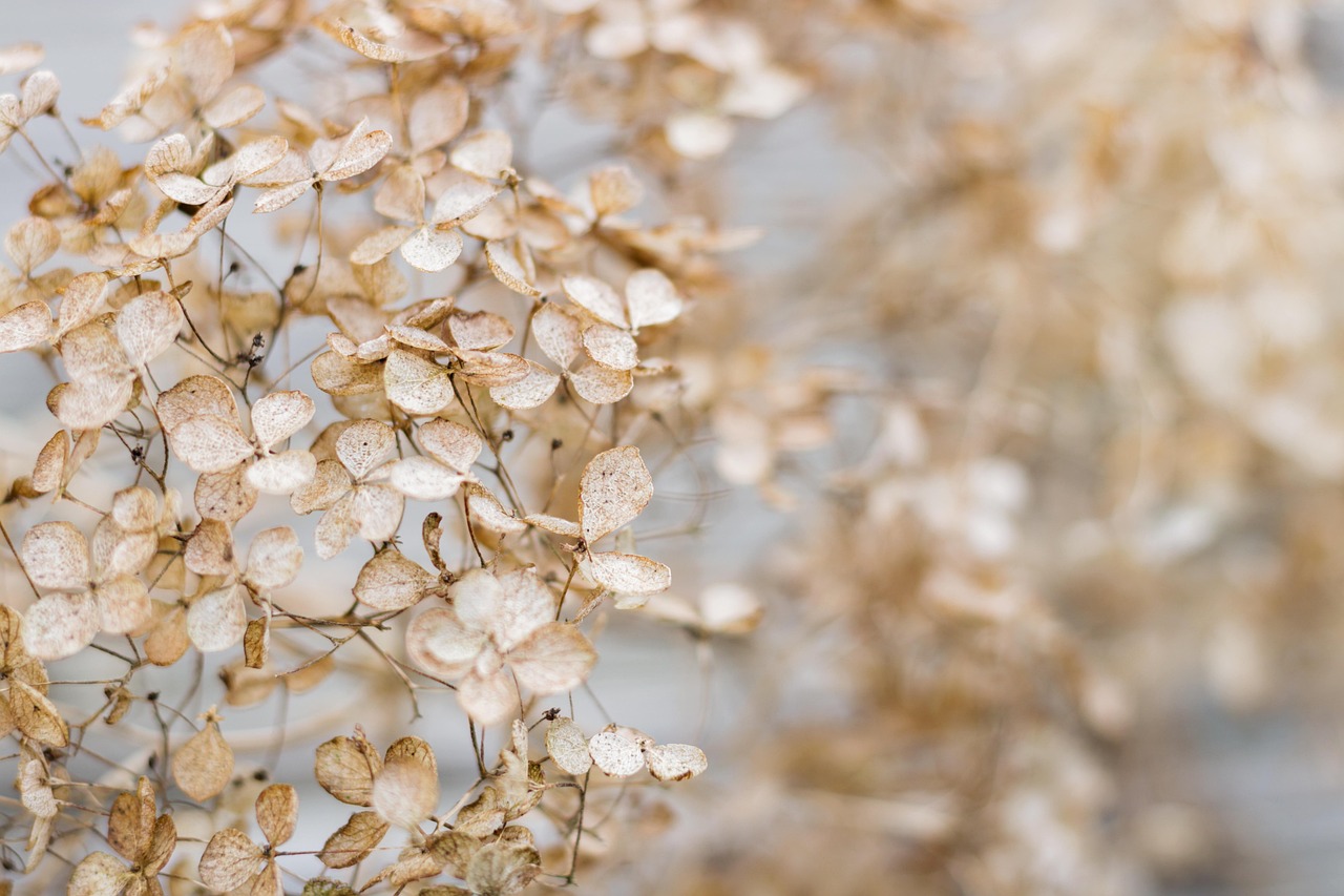 Free Hydrangea Dried Flowers photo and picture