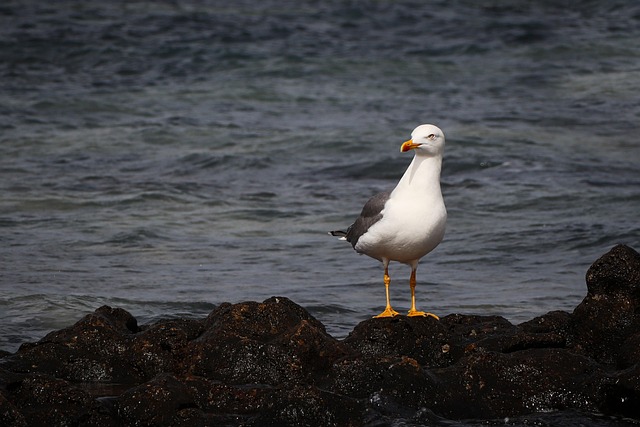 Silbermöwe, Möwe, Vogel, Tier, Seevögel