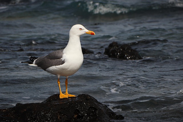 Silbermöwe, Möwe, Vogel, Tier, Seevögel