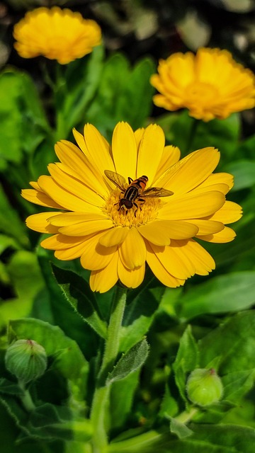 Free Calendula Flower photo and picture