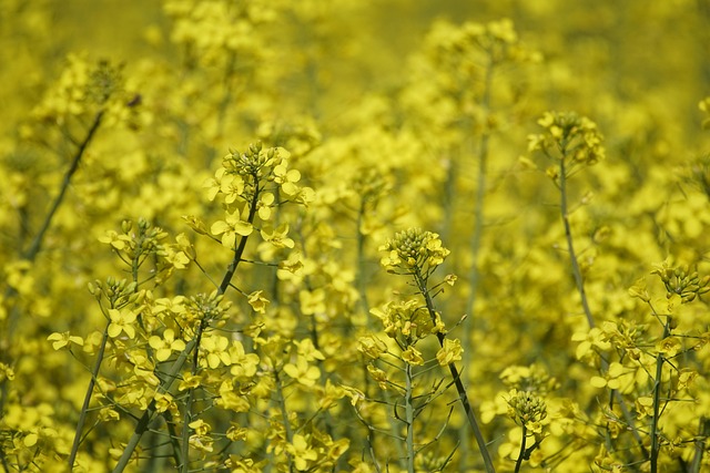Free Rape Seed Yellow Flowers photo and picture