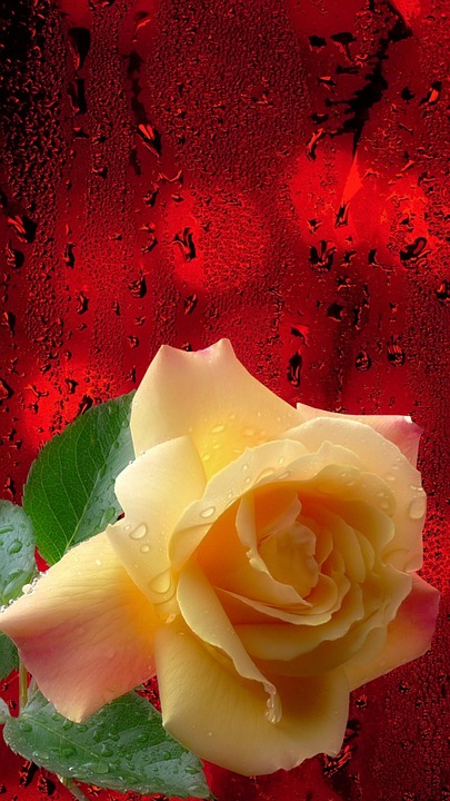 Rotting Roses Background Rose Bokeh Rot - Kostenloses Bild auf Pixabay - Pixabay