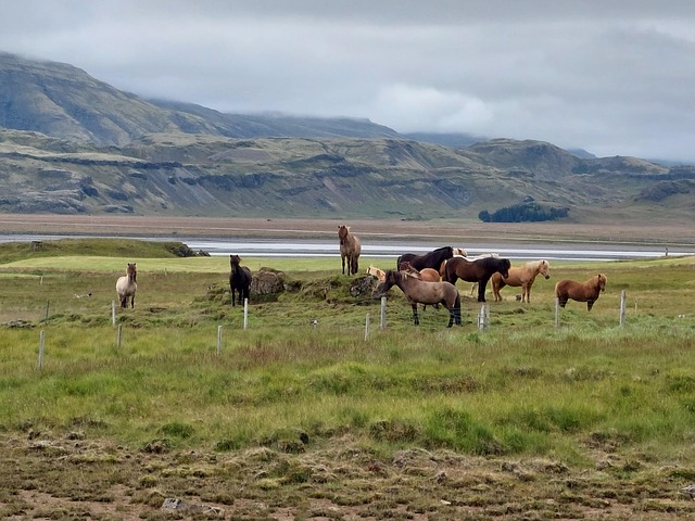 Free Iceland Ponny photo and picture