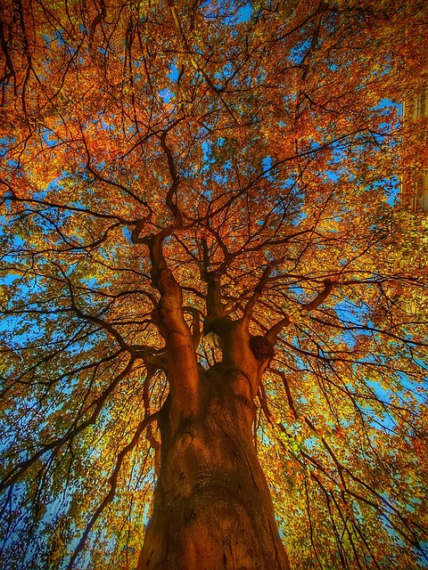 Árvore, Floresta, Natureza, Florestas