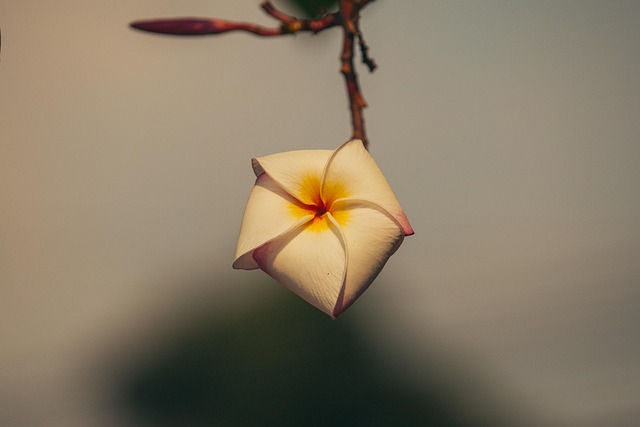 Free Frangipani Flower Background photo and picture
