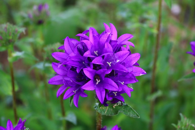 Lila, Blume, Natur, Grün, Schön