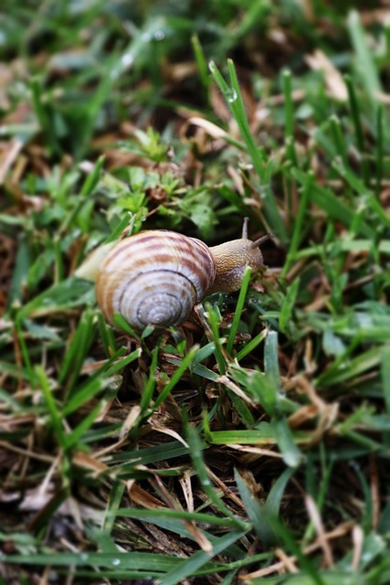 Wenig, Schnecke, Grün, Natre