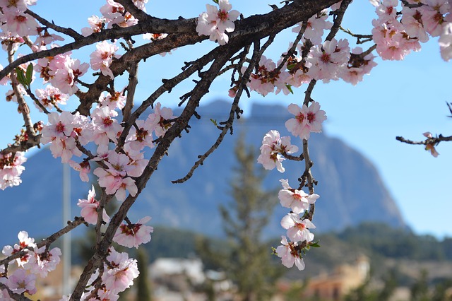 Free Flowers Almond photo and picture