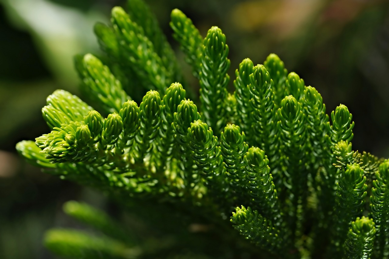 norfolk island pine, pine, needles, leaves, foliage, green, plant, tree, nature, closeup