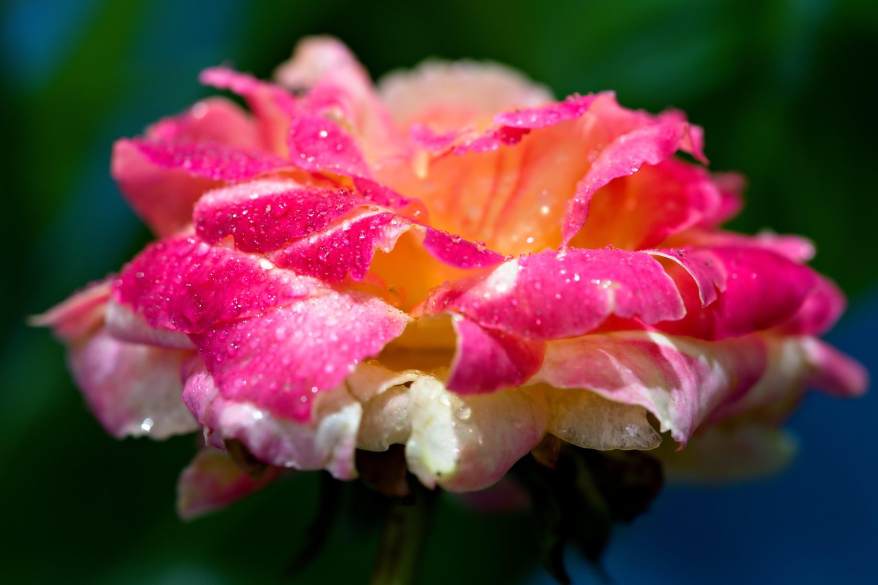 Rosa Flor Rocío - Foto gratis en Pixabay - Pixabay