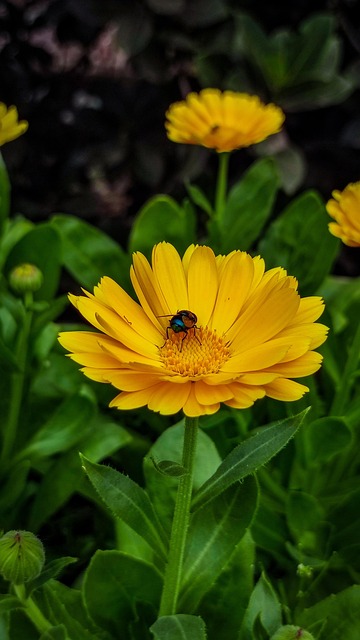 Free Flower Calendula photo and picture