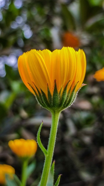 Free Flower Calendula photo and picture