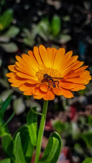Free Flower Calendula photo and picture