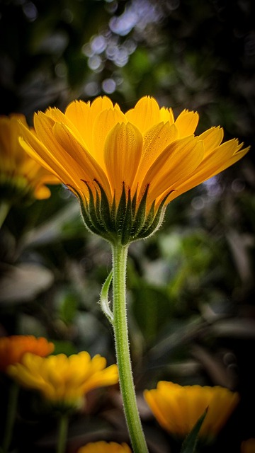 Free Flower Calendula photo and picture