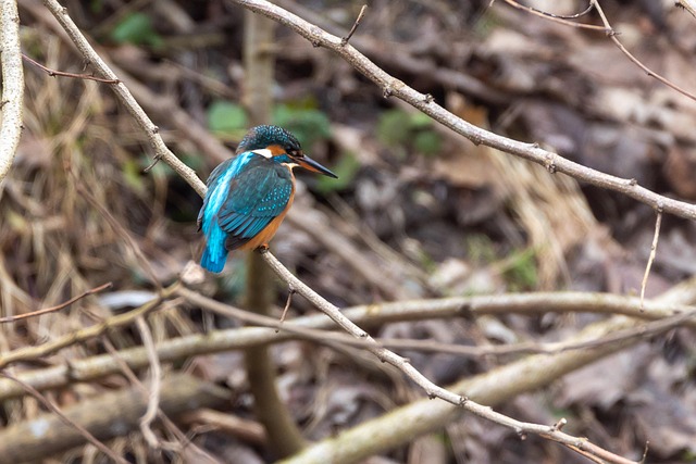 Kingfisher, Isfugl, Natur, Fugler
