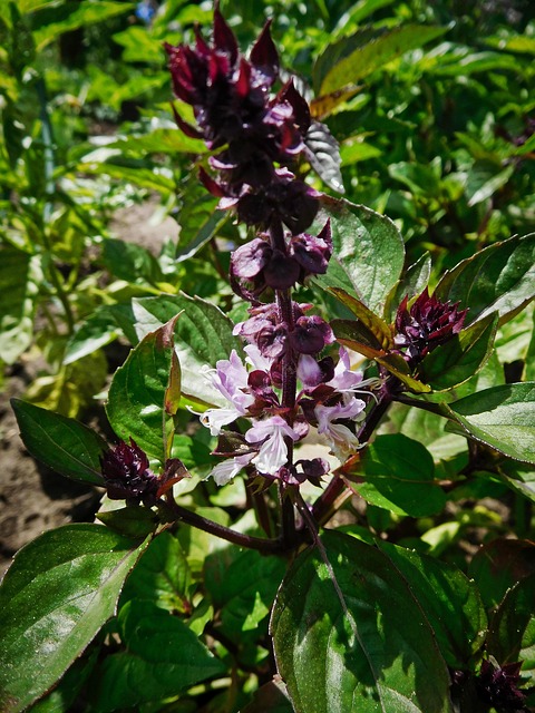 Free Basil Spices photo and picture