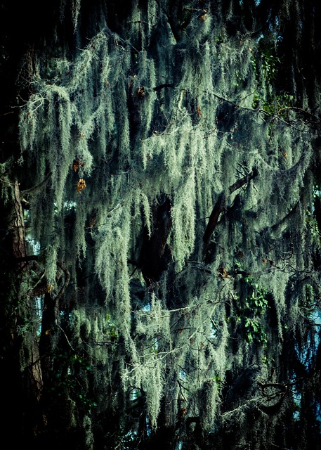 Free Spanish Moss photo and picture