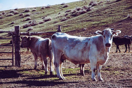 Free Cows Cow photo and picture