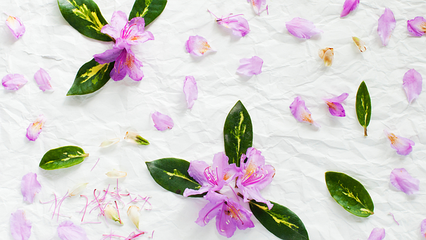 Free Plant Flower photo and picture