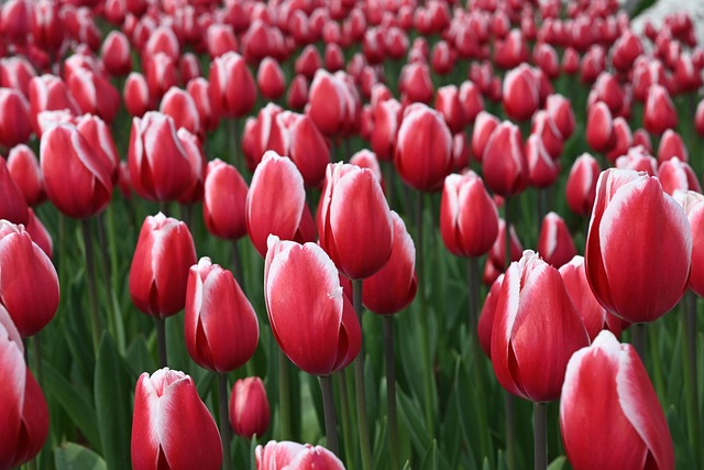 Free Flowers Ai Generated photo and picture