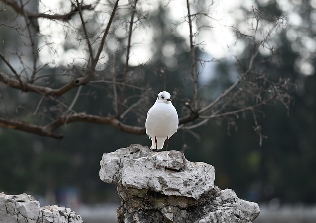 Free Seagull Bird photo and picture