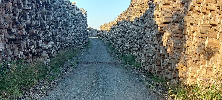 Free Wooden Track Trail photo and picture