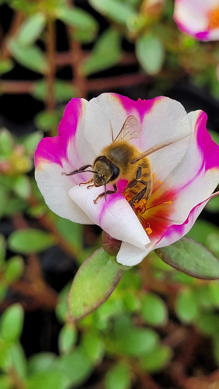 Bee Apiary Pollen - Free photo on Pixabay - Pixabay