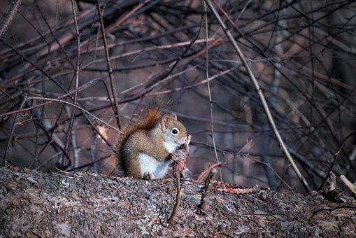 Free Squirrel Rodent photo and picture