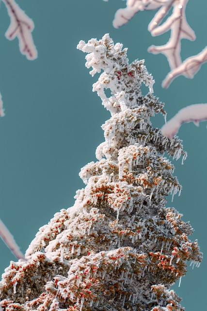 Free Tree Snow photo and picture