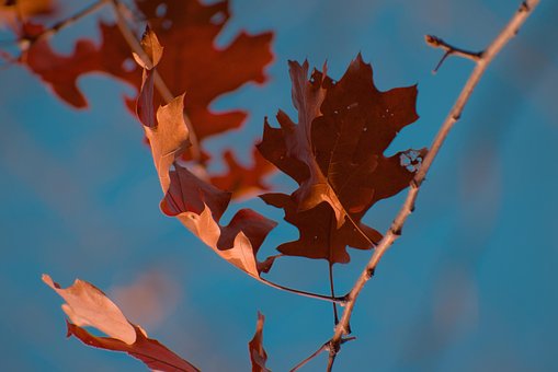 Free Leaves Autumn photo and picture