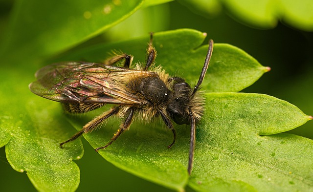 Wild Bee Insect Bug - Free photo on Pixabay