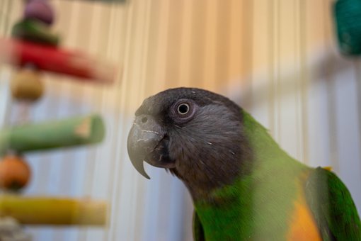 Free Parrot Bird photo and picture