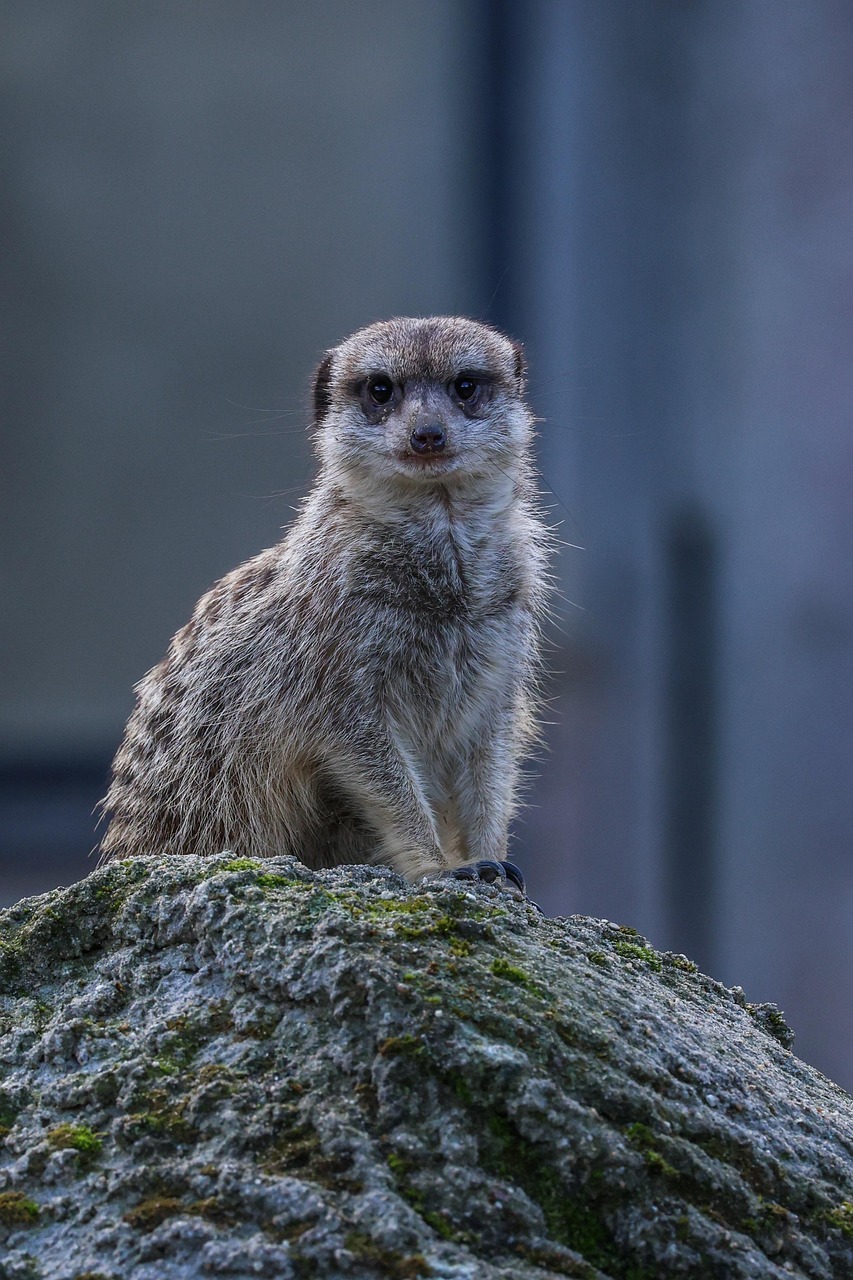 Meerkat Nature Animal Free Photo On Pixabay Meerkat Nature Animal Free Photo On Pixabay