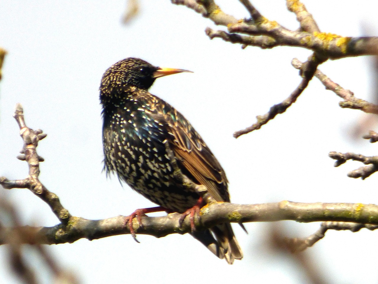 Bird Starlings Tree Free photo on